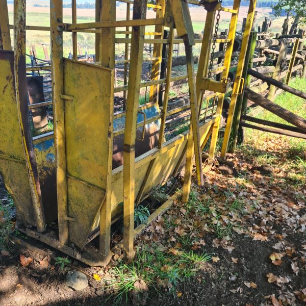 Cattle scale and neck clamp