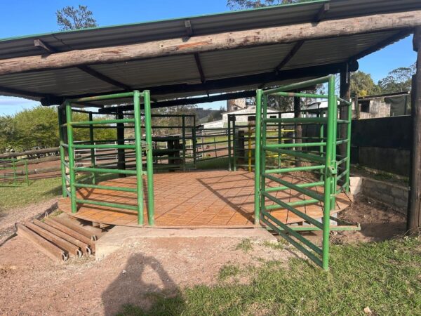 Cattle auction scale - Image 2