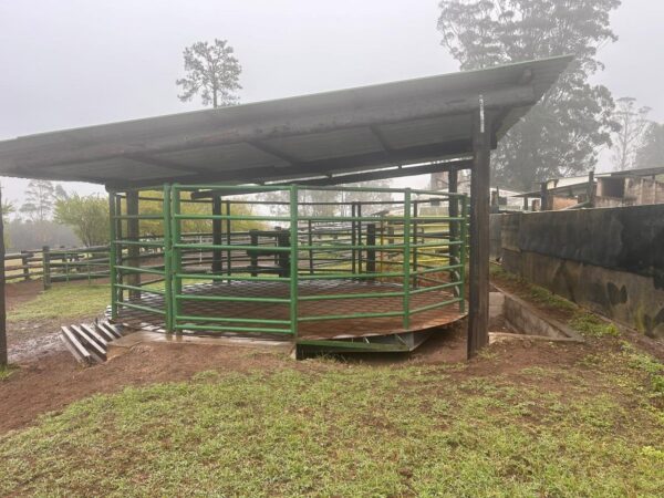 Cattle auction scale