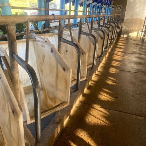 30x Plastic Waikato Dairy feed bins