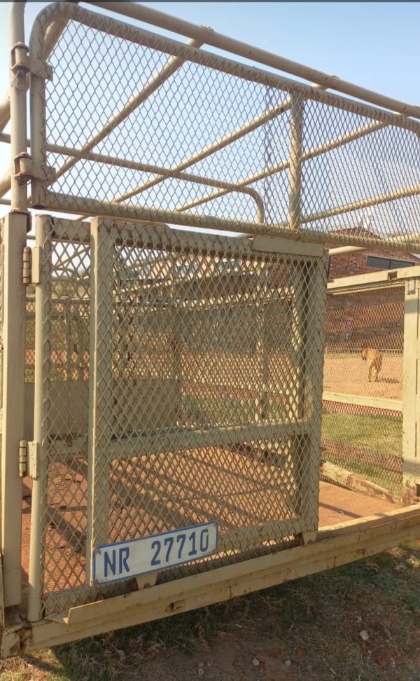 3 Ton cattle trailer - Image 3