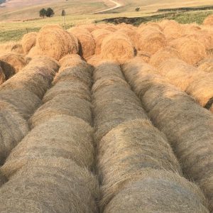 300 Red grass bales