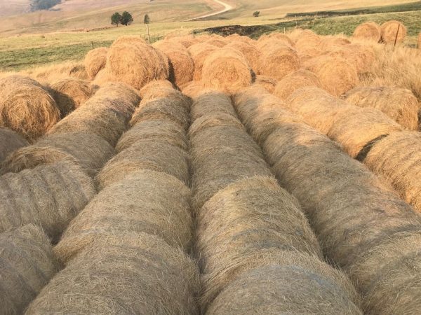 300 Red grass bales