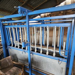 Cattle scale and neck clamp