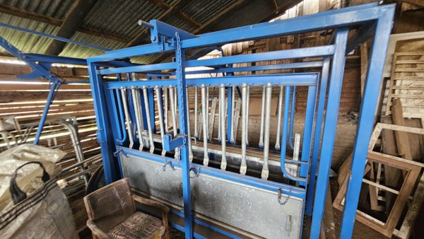Cattle scale and neck clamp