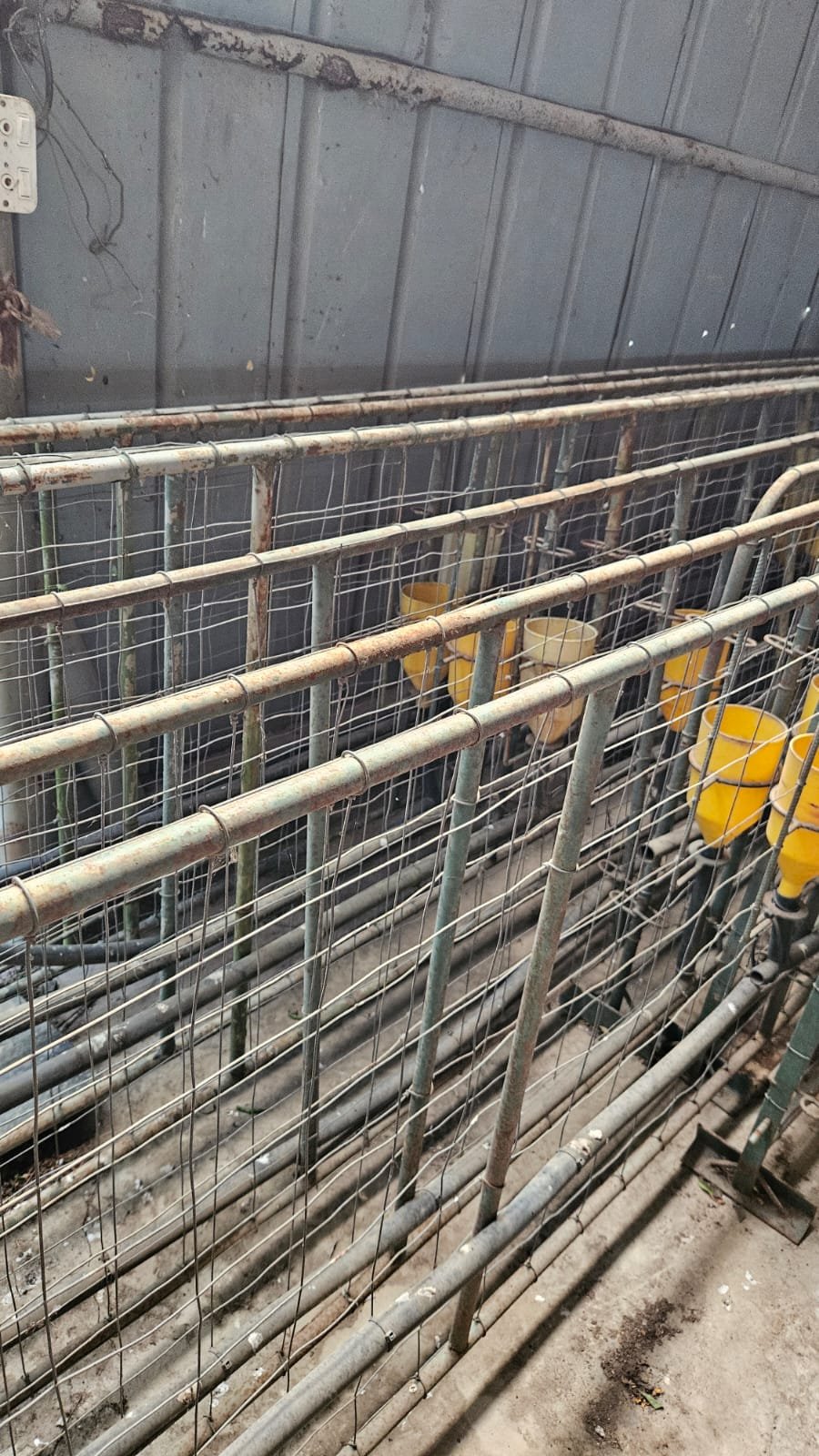 Sheep lambing pens - Image 6
